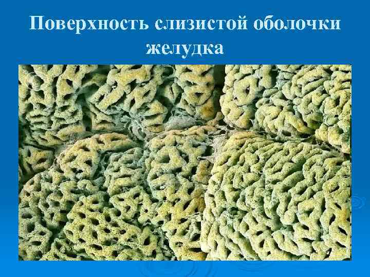 Поверхность слизистой оболочки  желудка 