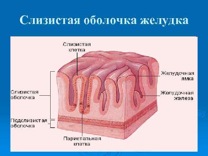 Слизистая оболочка желудка 
