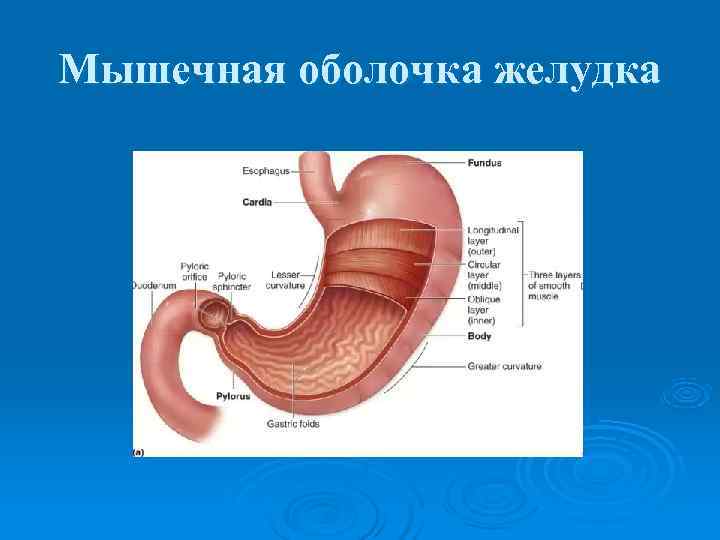 Мышечная оболочка желудка 