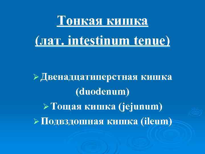   Тонкая кишка (лат. intestinum tenue) Ø Двенадцатиперстная кишка   (duodenum) 
