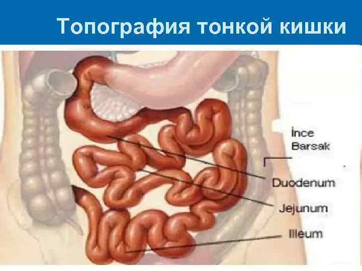 Топография тонкой кишки 