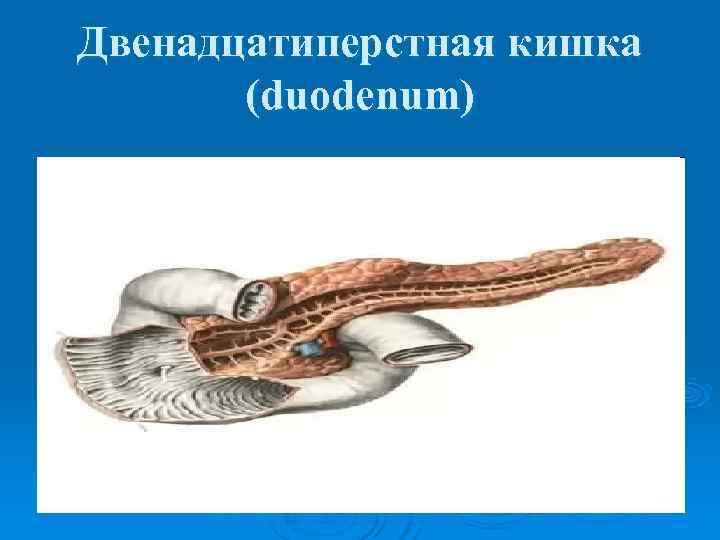 Двенадцатиперстная кишка  (duodenum) 