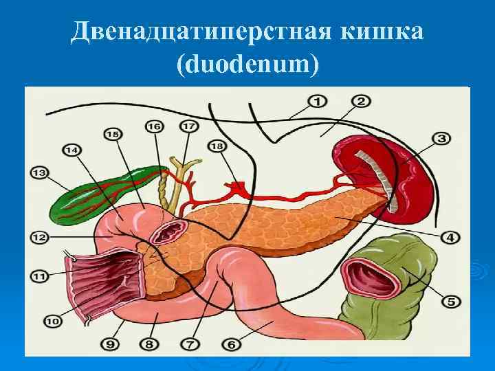 Двенадцатиперстная кишка  (duodenum) 