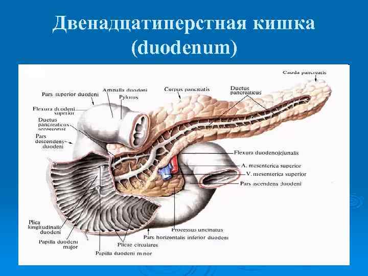 Двенадцатиперстная кишка  (duodenum) 