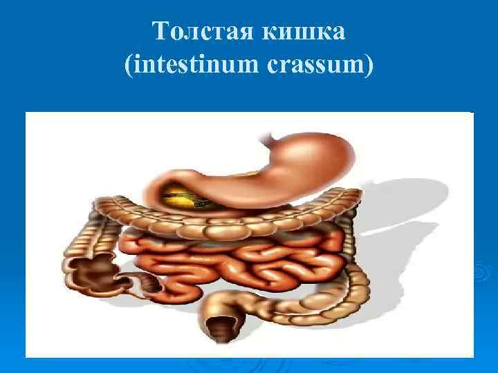   Толстая кишка (intestinum crassum) 