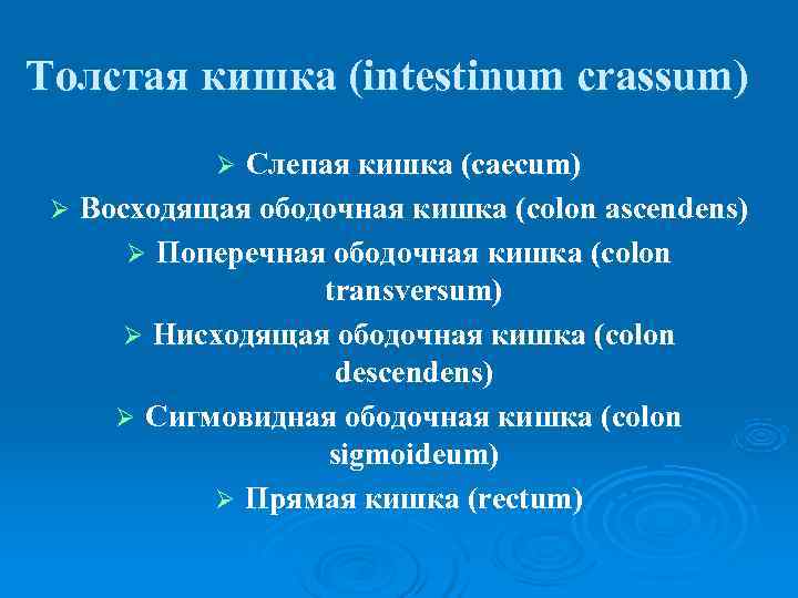Толстая кишка (intestinum crassum)  Ø Слепая кишка (caecum) Ø Восходящая ободочная кишка (colon