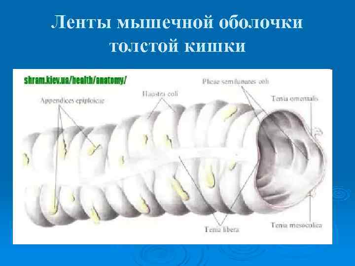 Наиболее толстую мышечную стенку имеет