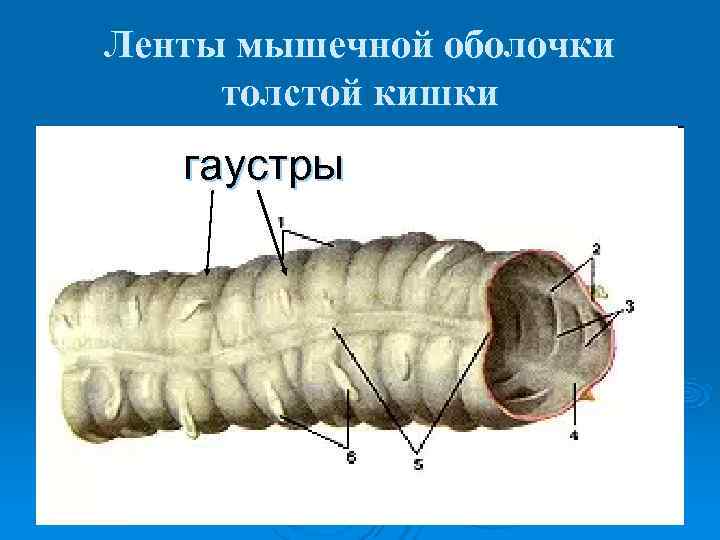 Ленты мышечной оболочки толстой кишки  гаустры 