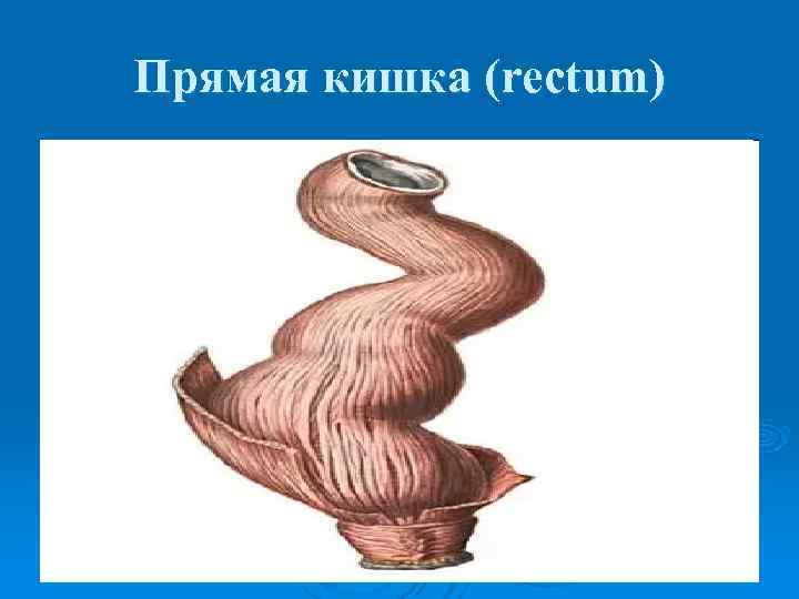 Прямая кишка (rectum) 