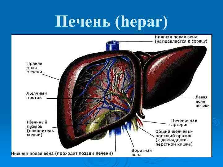Печень (hepar) 