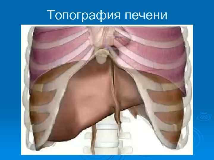 Топография печени 