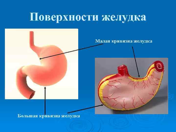   Поверхности желудка      Малая кривизна желудка Большая кривизна