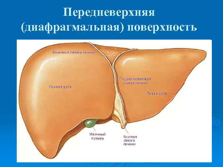  Передневерхняя (диафрагмальная) поверхность 