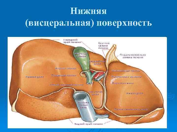    Нижняя (висцеральная) поверхность 