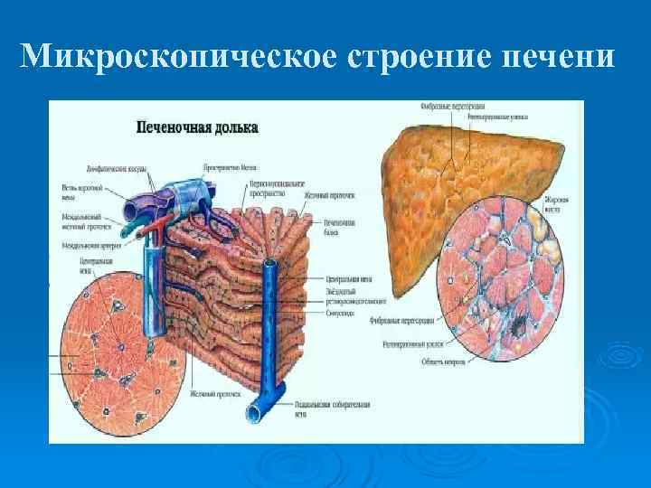 Схема строения дольки печени