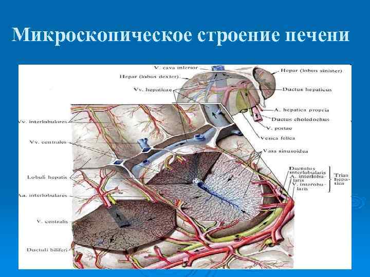 Микроскопическое строение печени 
