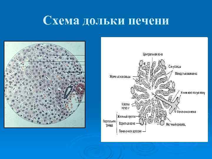 Схема дольки печени 