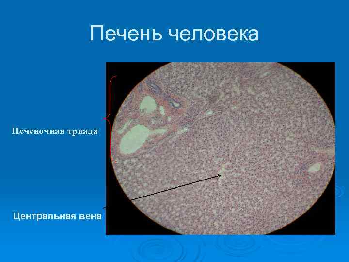     Печень человека  Печеночная триада Центральная вена 