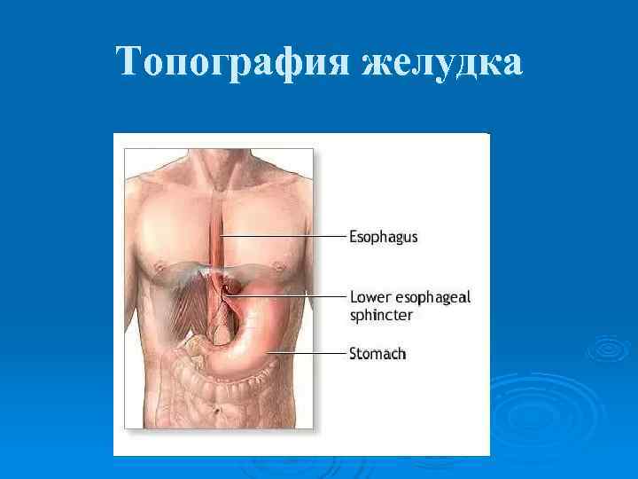 Анатомия желудка — его строение, функции и топография