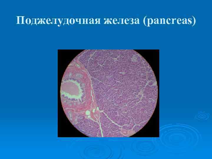 Поджелудочная железа (pancreas) 