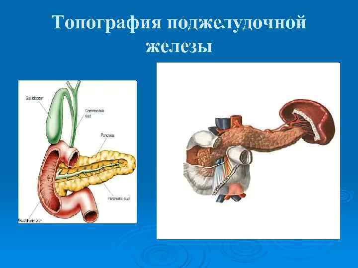 Топография поджелудочной   железы 