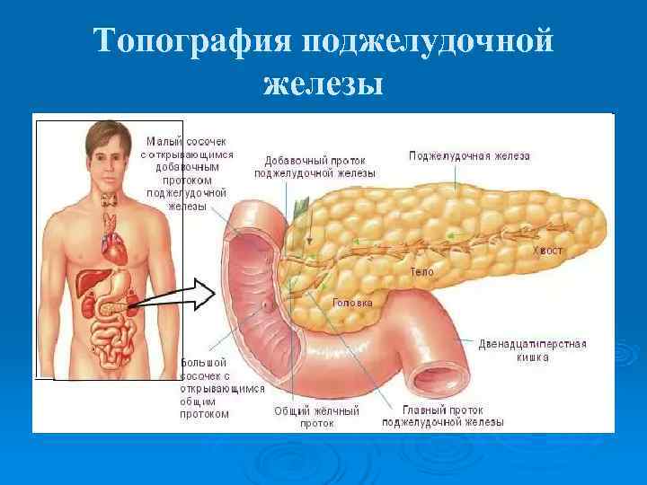 Топография поджелудочной   железы 