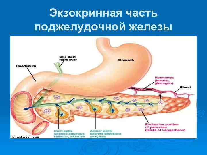  Экзокринная часть поджелудочной железы 