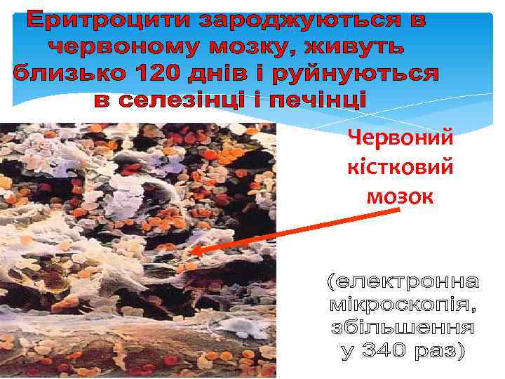 Червоний кістковий  мозок 