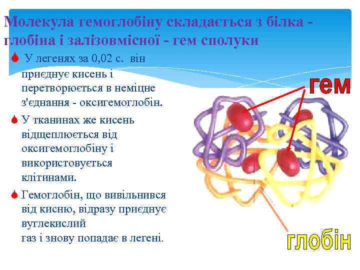 Молекула гемоглобіну складається з білка - глобіна і залізовмісної - гем сполуки S У