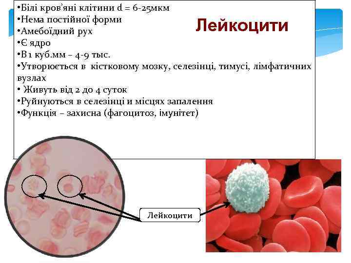  • Білі кров’яні клітини d = 6 -25 мкм • Нема постійної форми