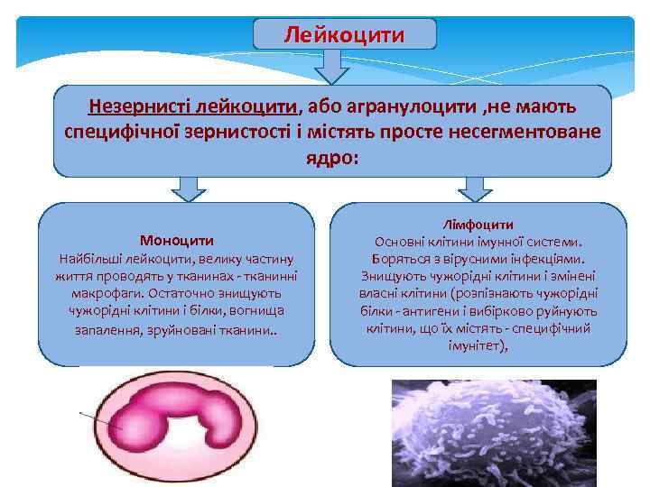        Лейкоцити Незернисті лейкоцити, або агранулоцити , не