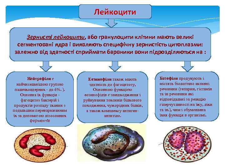       Лейкоцити Зернисті лейкоцити, або гранулоцити клітини мають великі