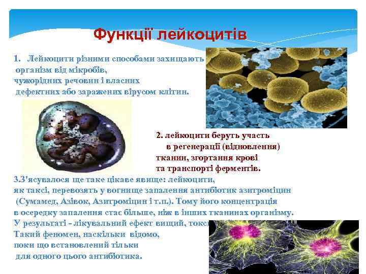    Функції лейкоцитів 1. Лейкоцити різними способами захищають організм від мікробів, чужорідних
