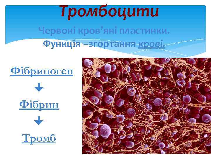   Тромбоцити Червоні кров’яні пластинки.  Функція –згортання крові.  Фібриноген  Фібрин