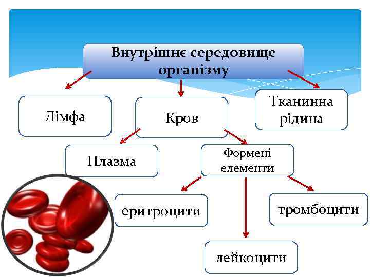    Внутрішнє середовище   організму      