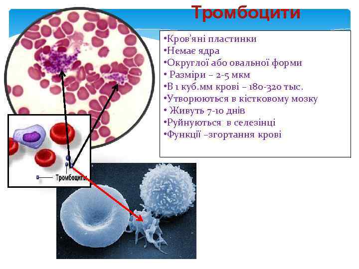  Тромбоцити • Кров’яні пластинки • Немає ядра • Округлої або овальної форми •