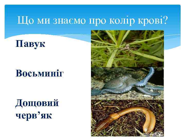 Що ми знаємо про колір крові?  Павук Восьминіг Дощовий черв’як 