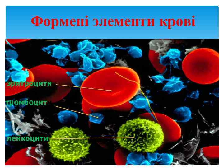  Формені элементи крові  эритроцити тромбоцити  лейкоцити 