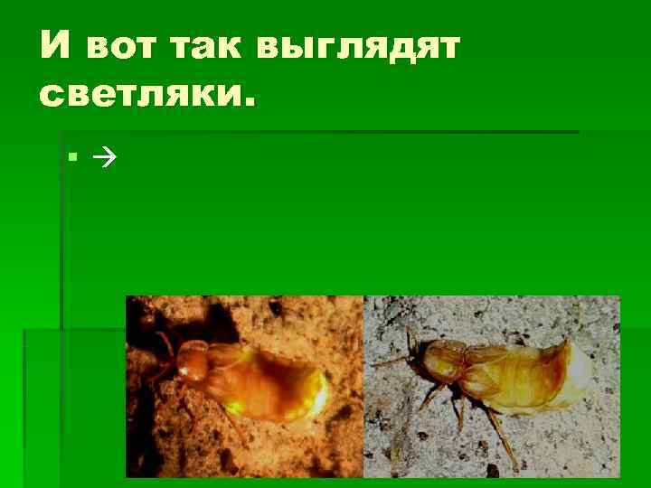 И вот так выглядят светляки.  § 