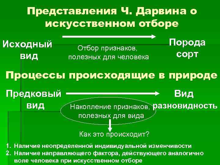  Представления Ч. Дарвина о   искусственном отборе Исходный    Порода