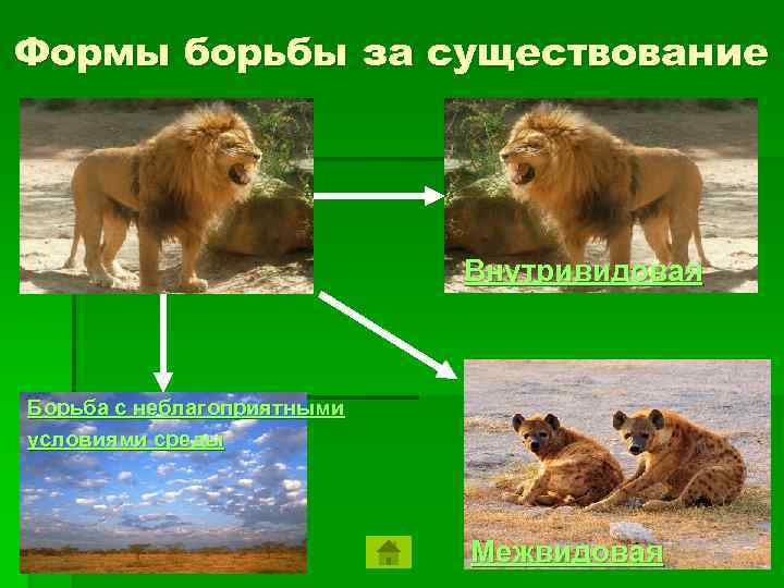 Формы борьбы за существование       Внутривидовая  Борьба с