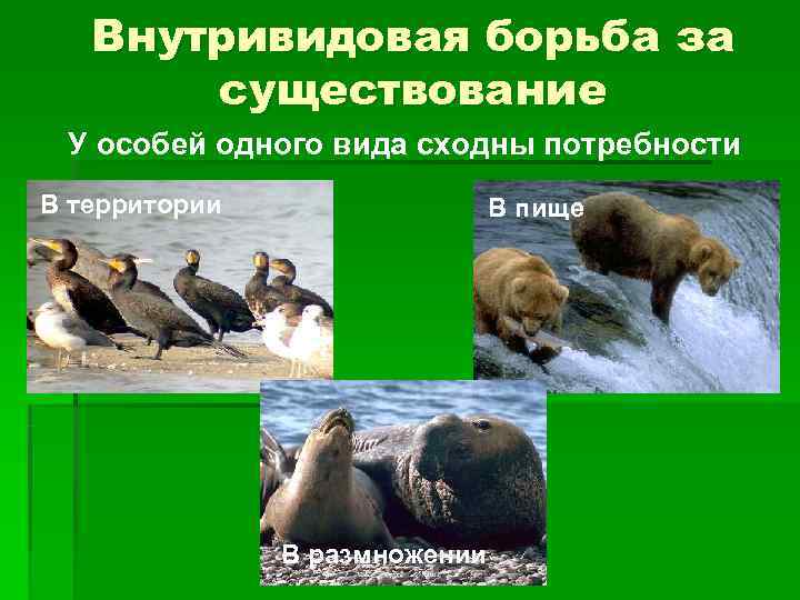   Внутривидовая борьба за  существование У особей одного вида сходны потребности В