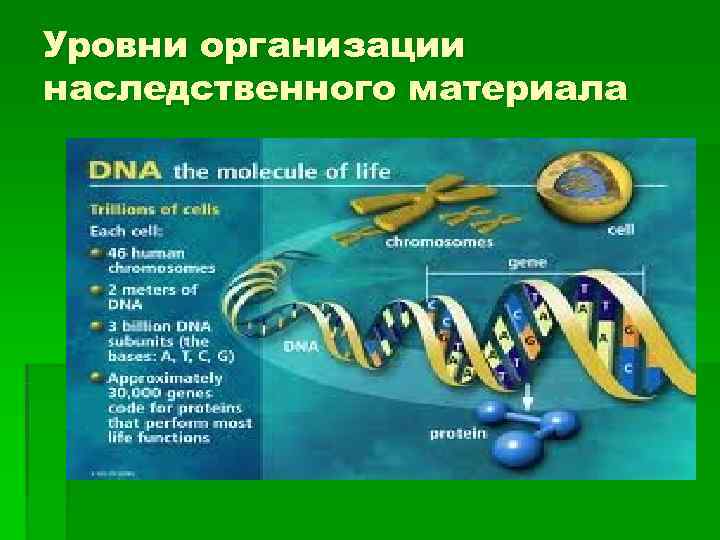 Уровни организации наследственного материала 