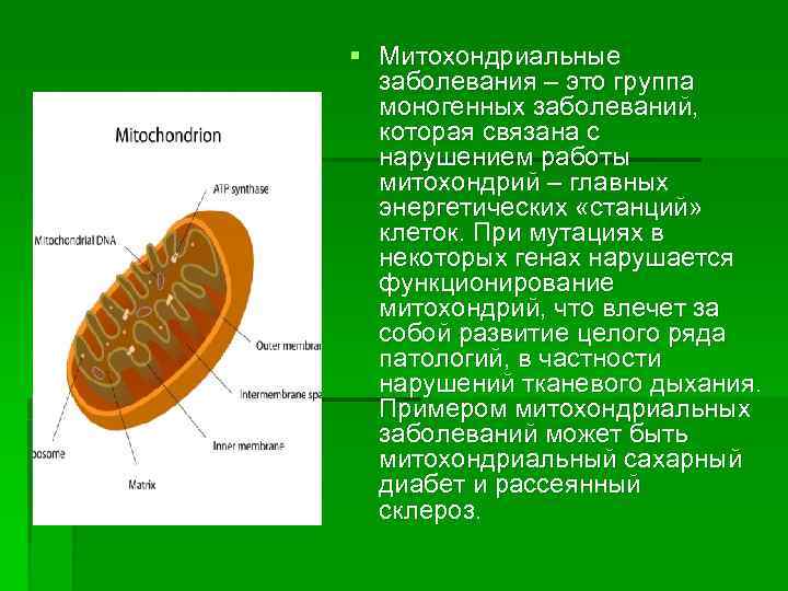 § Митохондриальные  заболевания – это группа  моногенных заболеваний, которая связана с 