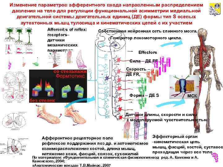 Изменение параметров афферентного входа направленным распределением давления на тело для регуляции функциональной асимметрии медиальной