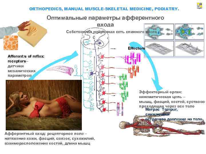 ORTHOPEDICS, MANUAL MUSCLE-SKELETAL MEDICINE, PODIATRY. Оптимальные параметры афферентного входа Собственная нейронная сеть спинного мозга