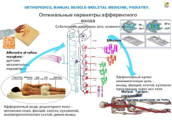 ORTHOPEDICS, MANUAL MUSCLE-SKELETAL MEDICINE, PODIATRY. Оптимальные параметры афферентного входа Собственная нейронная сеть спинного мозга