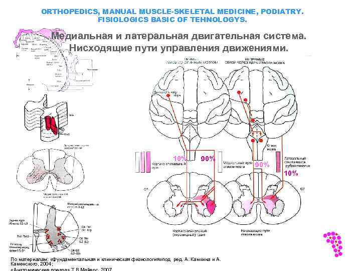 ORTHOPEDICS, MANUAL MUSCLE-SKELETAL MEDICINE, PODIATRY. FISIOLOGICS BASIC OF TEHNOLOGYS. Медиальная и латеральная двигательная система.