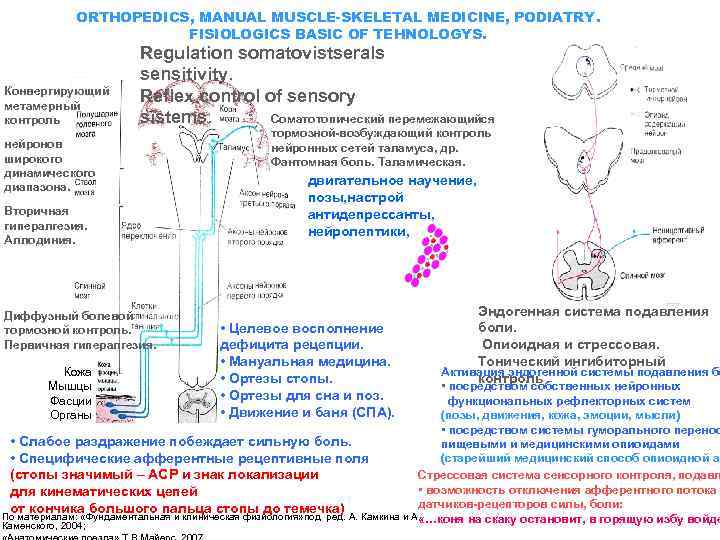 ORTHOPEDICS, MANUAL MUSCLE-SKELETAL MEDICINE, PODIATRY. FISIOLOGICS BASIC OF TEHNOLOGYS. Конвергирующий метамерный контроль Regulation somatovistserals