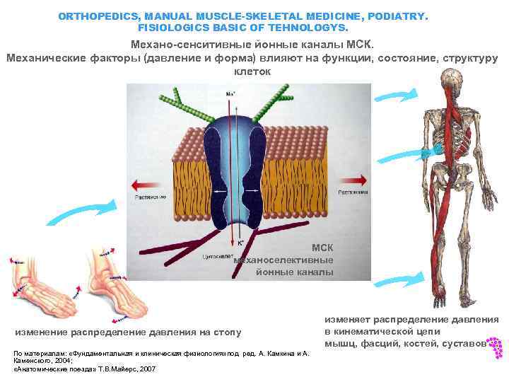 ORTHOPEDICS, MANUAL MUSCLE-SKELETAL MEDICINE, PODIATRY. FISIOLOGICS BASIC OF TEHNOLOGYS. Механо-сенситивные йонные каналы МСК. Механические